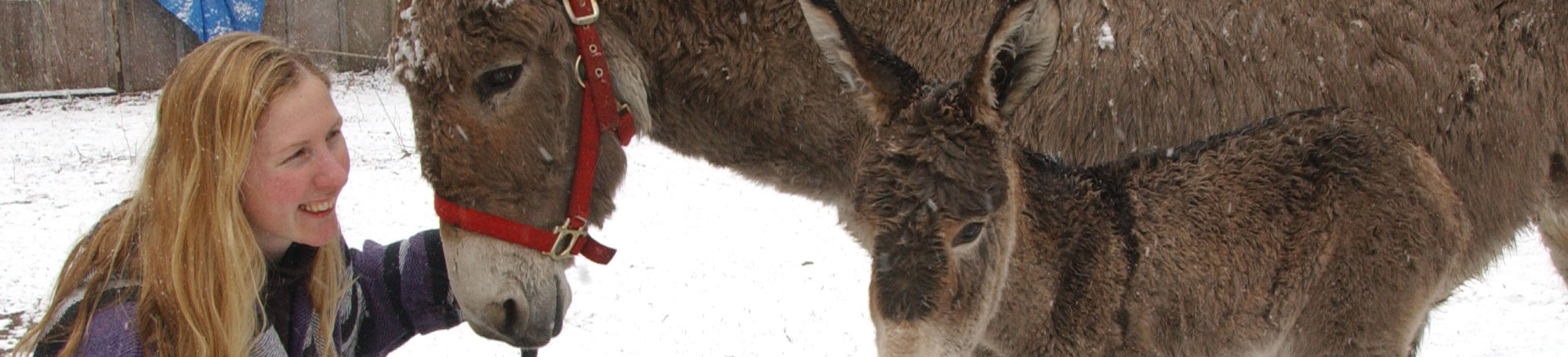 Campbell visits her mother's farm daily to commune with the donkeys. Jenny, who died this past year, stands with her foal Don Quixote.