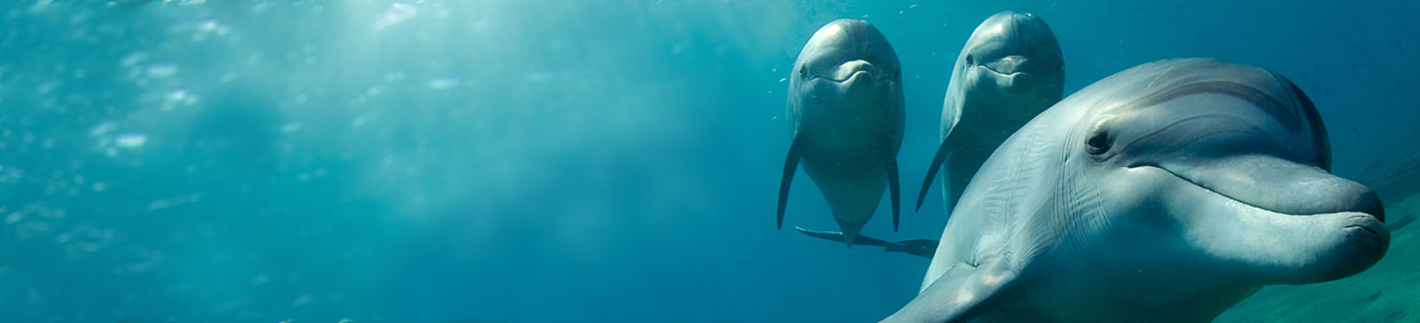 Three dolphins swim together in pursuit.