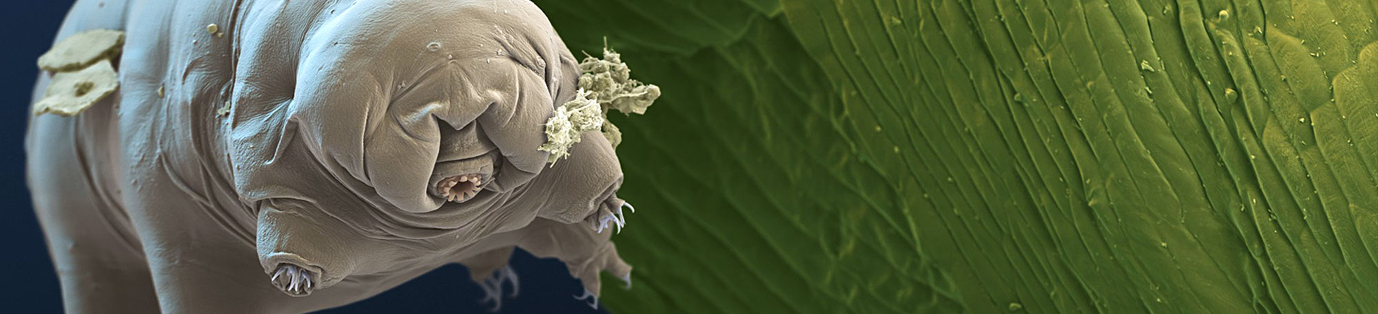 Image of microscopic organism, tardigrade