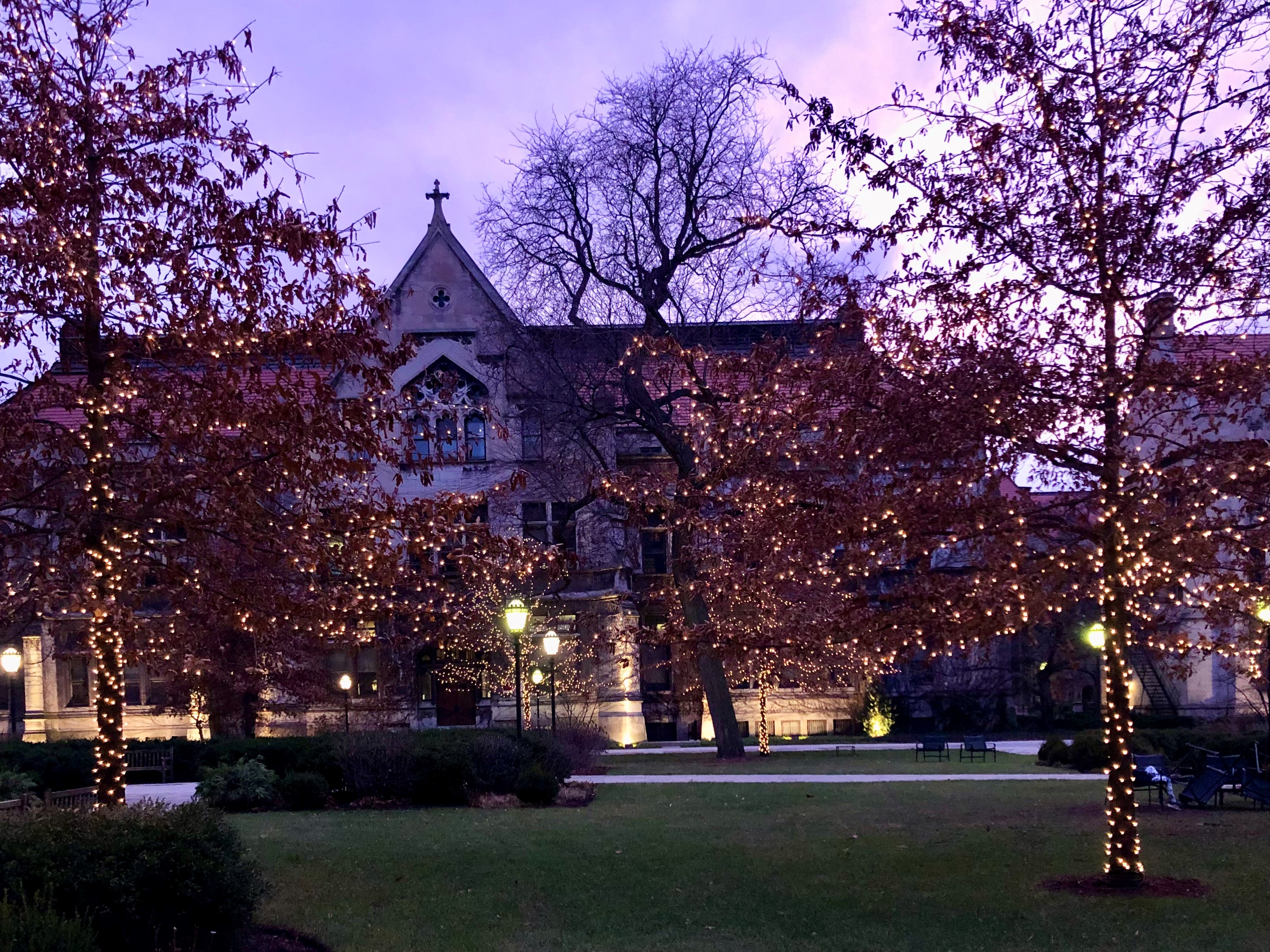 Lit Campus Trees