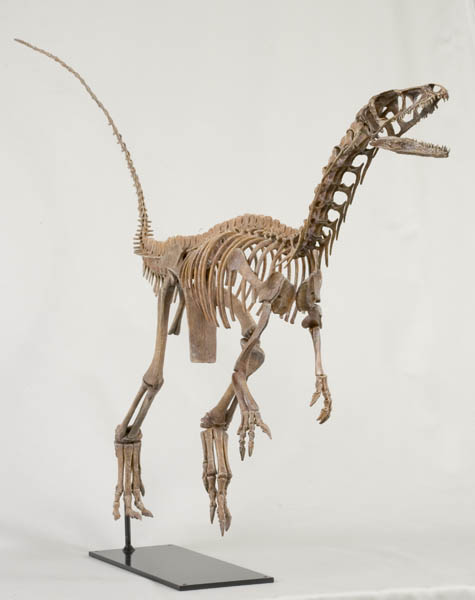 ソソン神父パーリエウพุทธโสธร Eoraptor | Paul Sereno - Paleontologist | The University of