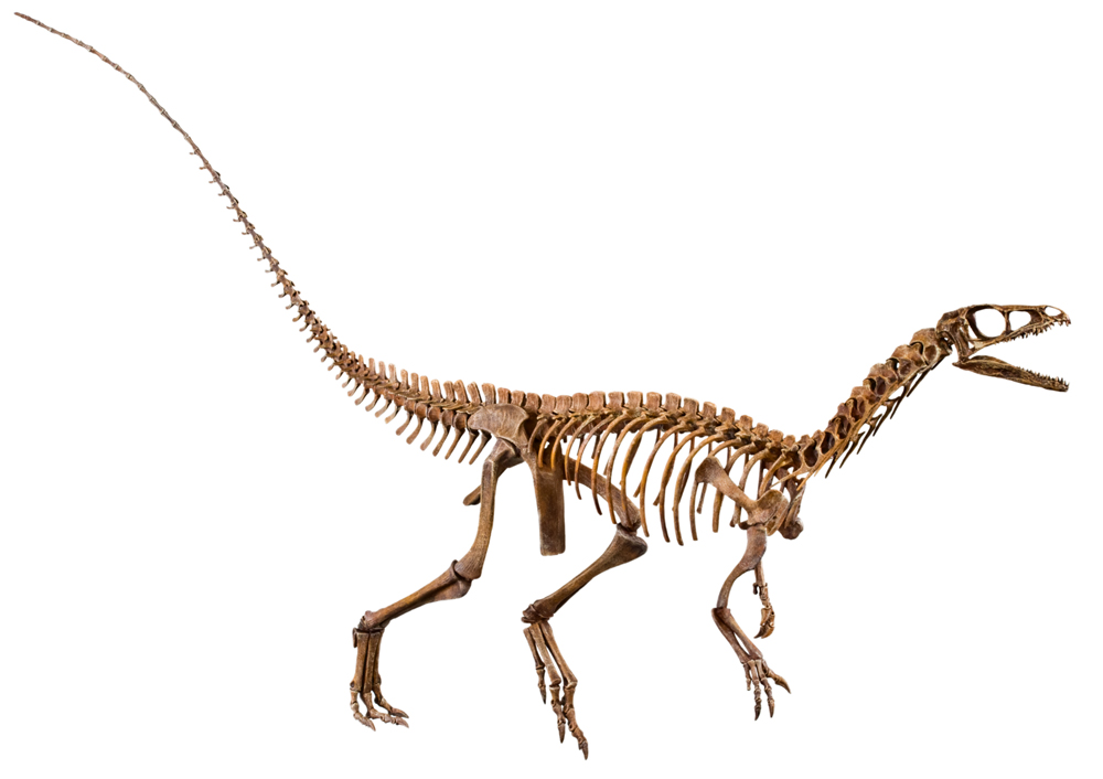 ソソン神父パーリエウพุทธโสธร Eoraptor | Paul Sereno - Paleontologist | The University of