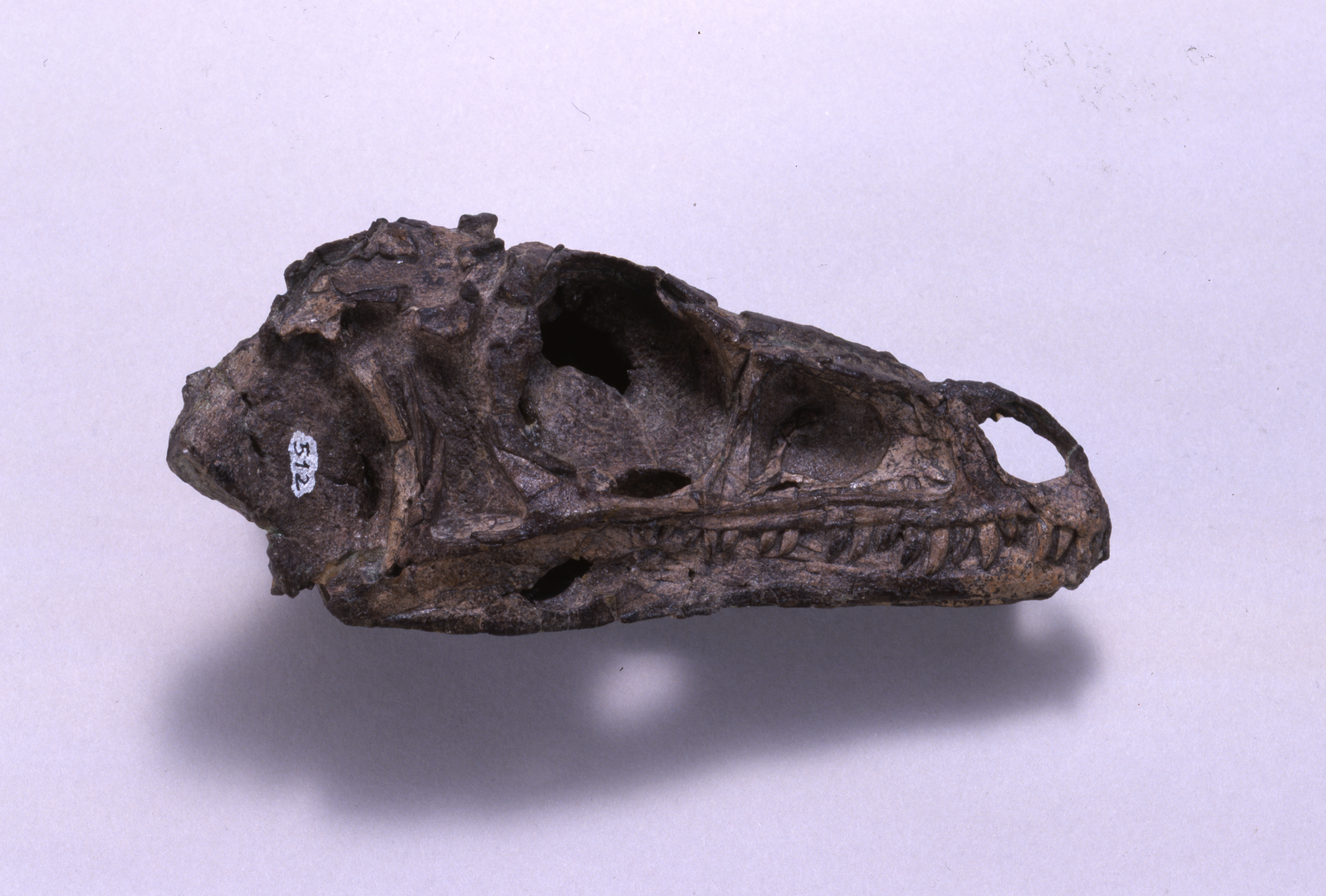 ソソン神父パーリエウพุทธโสธร Eoraptor | Paul Sereno - Paleontologist | The University of