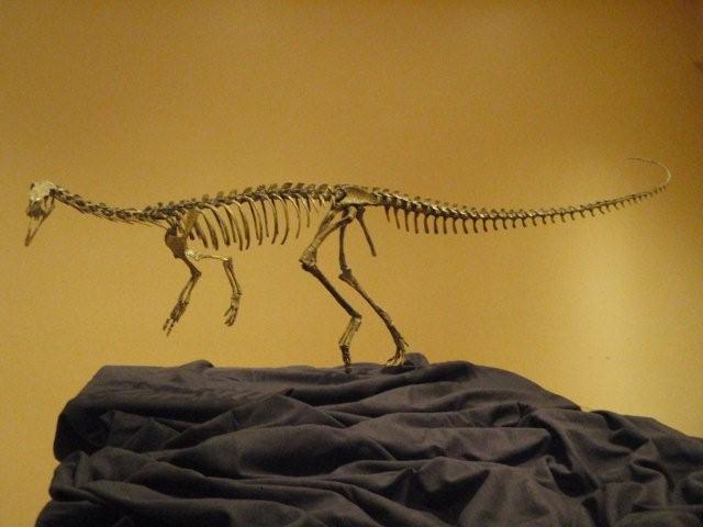 Mounted skeleton of Eodromaeus murphi at Paul Sereno's lab (University of Chicago), co-author of the original description in Martínez et al. (2011, Science). Direct comparative context for Buriolestes, which represents the ancestral carnivorous condition of the sauropodomorph lineage.