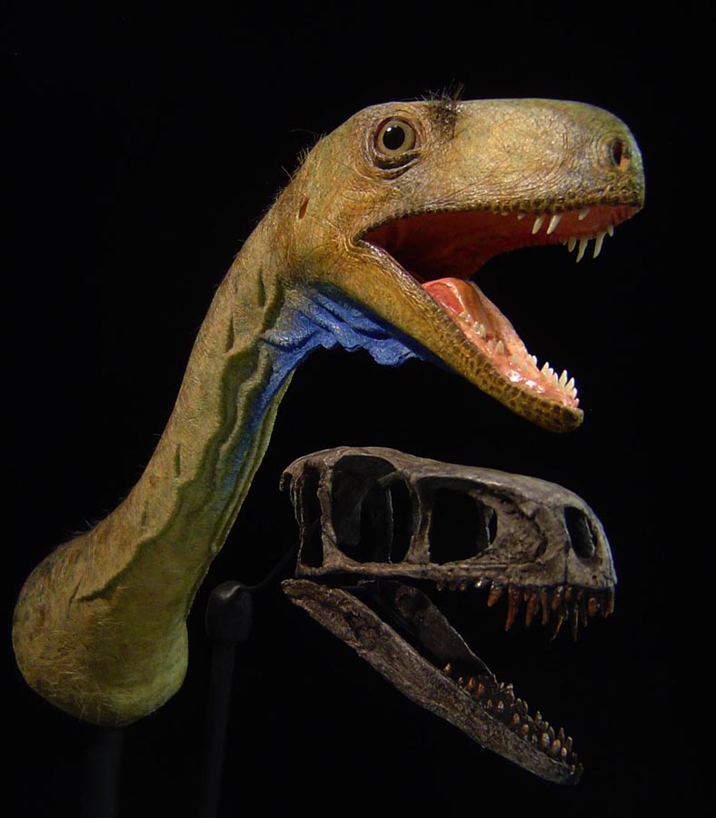 Life reconstruction of the head and neck of Eodromaeus murphi (sculpted by Tyler Keillor under Paul Sereno's direction), based on the holotype described in Martínez et al. (2011, Science). Cephalic morphology of a small agile predator, analogous to that of Buriolestes.