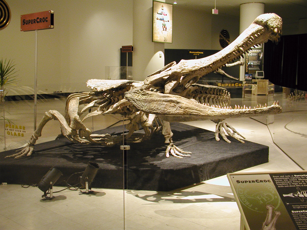 Sarcosuchus | Paul Sereno - Paleontologist | The University of Chicago