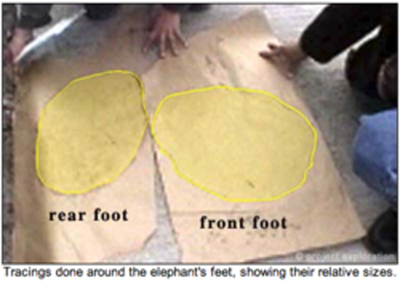 Tracing done around the elephant feet