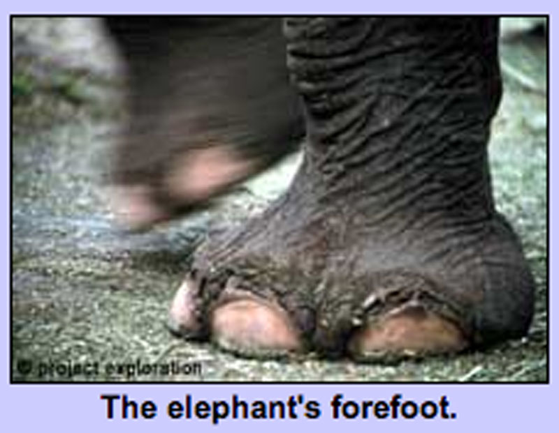 The elephant's forefoot