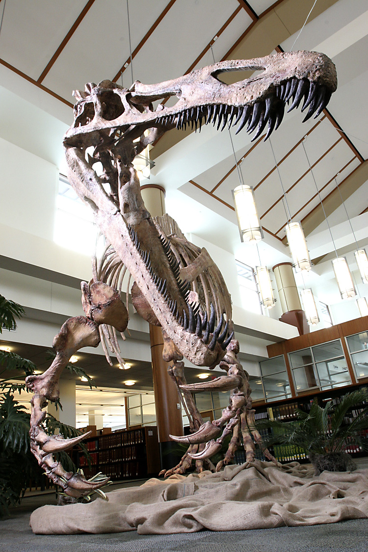 Suchomimus | Paul Sereno - Paleontologist | The University of Chicago