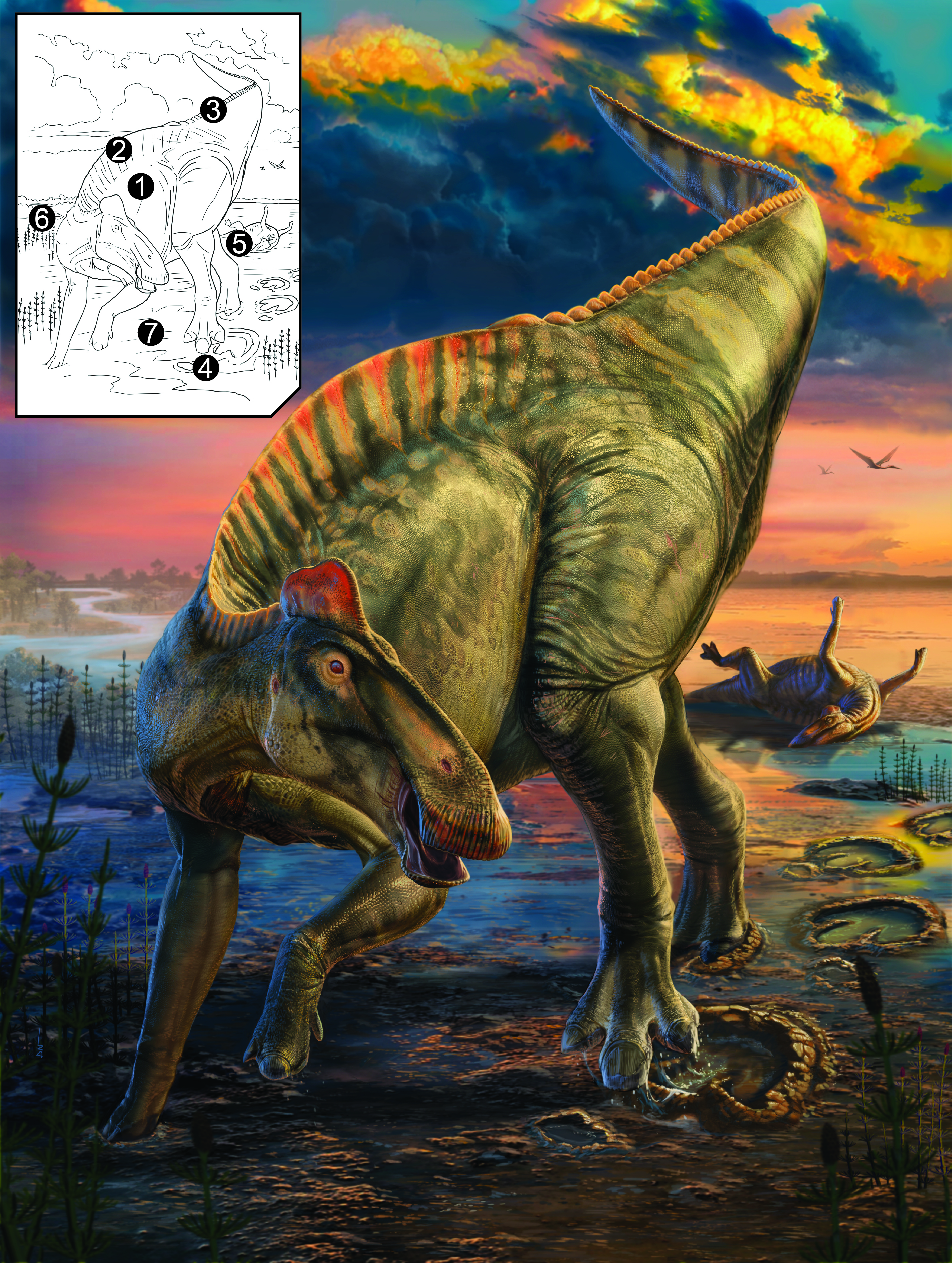 Duck-billed dinosaur ‘mummies’