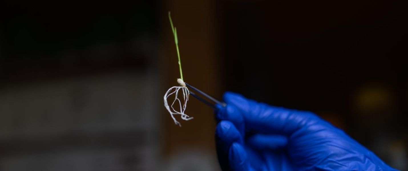 blue gloved hand holding rice seedling with tweezers