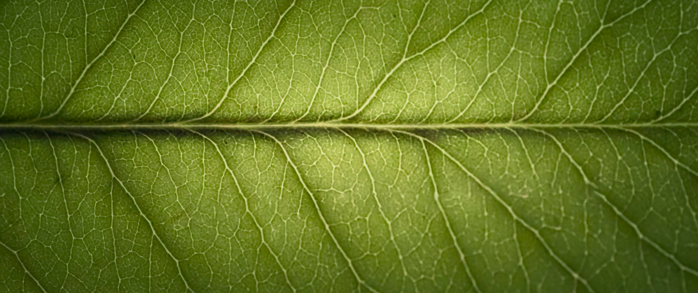 leaf closeup photo