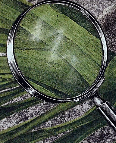 A magnifying glass held over a green plant