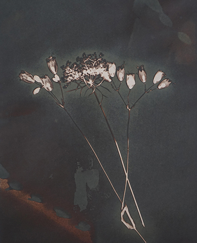 A photogenic drawing shows a small bunch of flowers against a dark background 