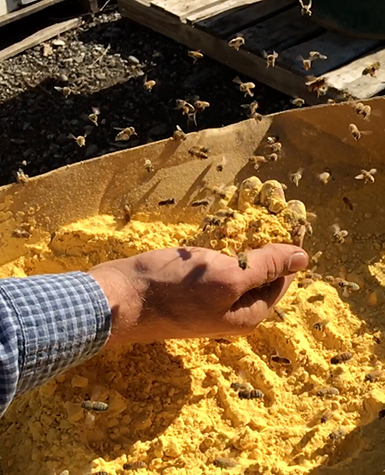 Bees hover around a hand holding a yellow substance